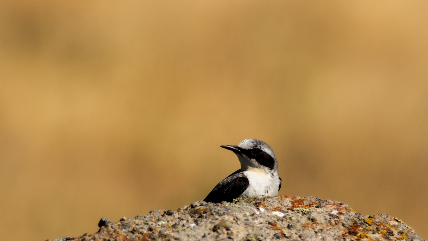 Black-eared Wheatear